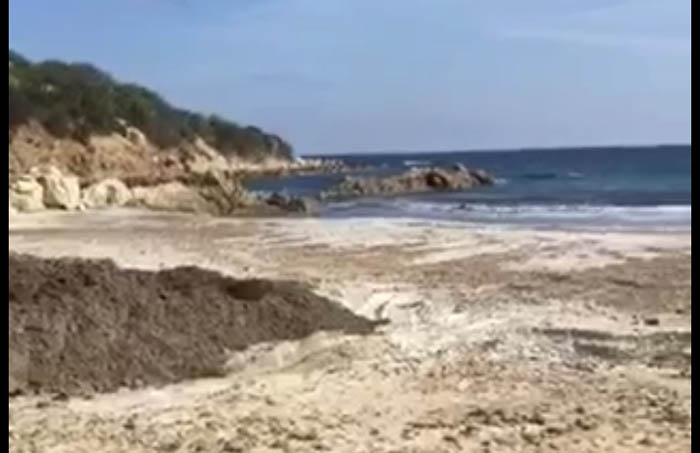 LA LETTERA. Fermate lo scempio a Is Traias (Villasimius): la spiaggia invasa dalla poseidonia