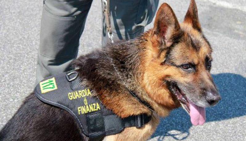 VILLAPUTZU, Il ritrovamento della droga a scuola? Durante la lezione di legalità