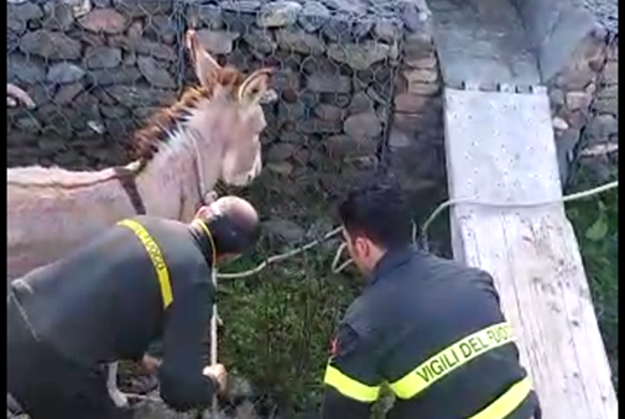 VILLAPUTZU, Asinello cade in un canale, salvato dai Vigili del Fuoco