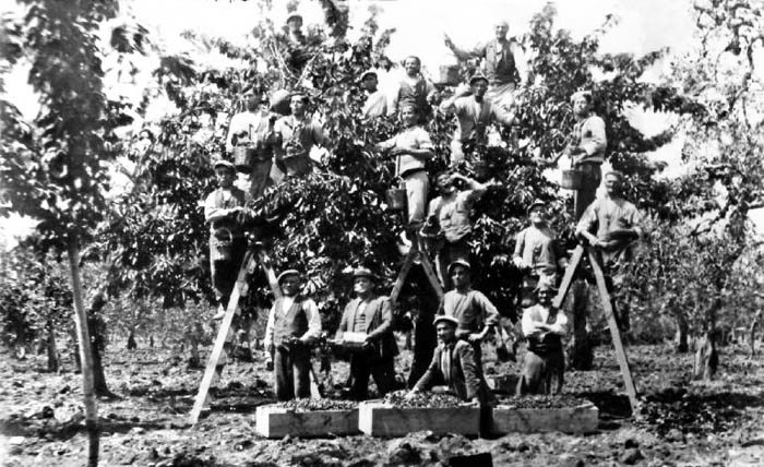 RICORDI. Muravera anni Cinquanta, la raccolta delle mandorle
