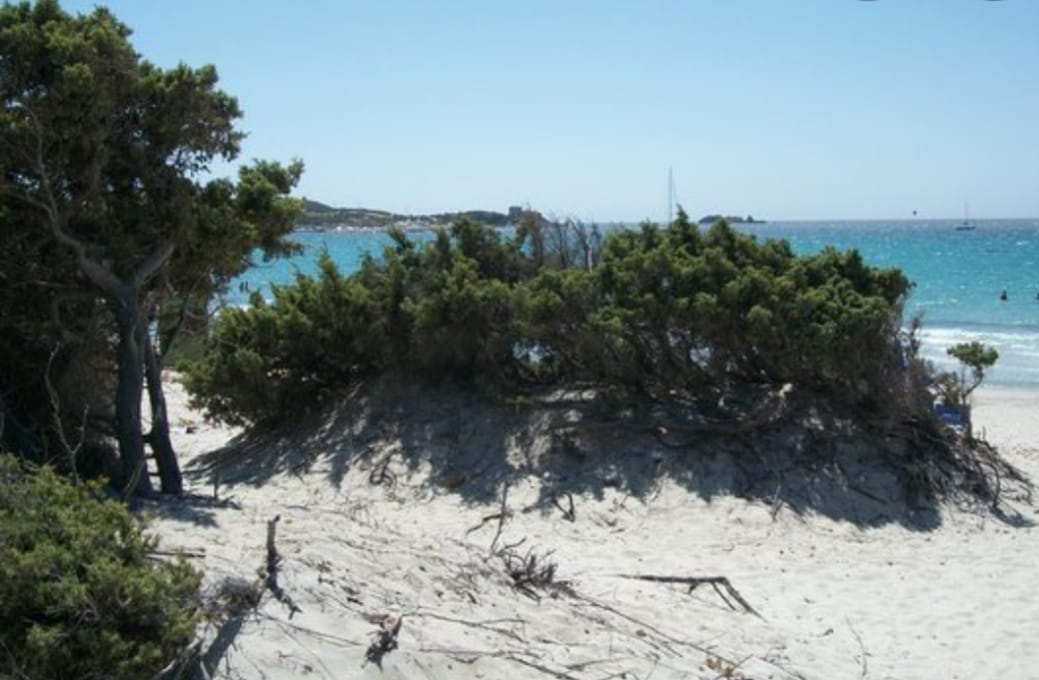 VILLASIMIUS, L’8 agosto una serata dedicate alle dune e ai loro abitanti