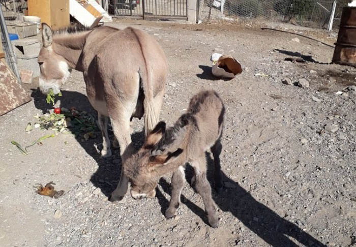 VILLAPUTZU, L’asinella Stella, salvata dai Vigili dei fuoco a marzo, diventa mamma