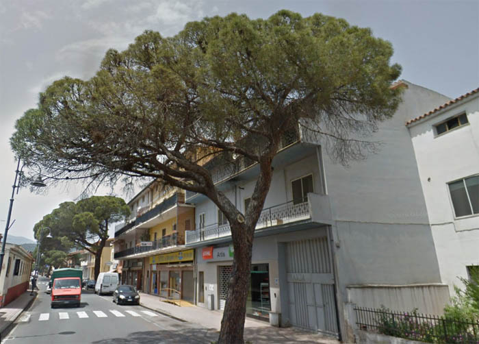 MURAVERA, Il sindaco alla Provincia: “Un pino della via Roma è a rischio crollo, intervenite”