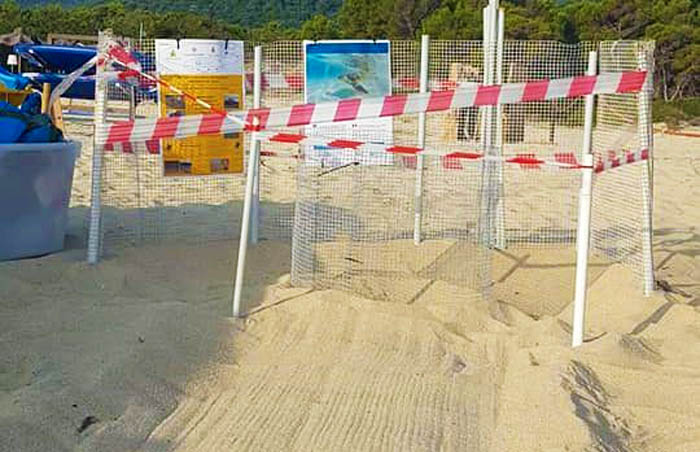 CASTIADAS, Nati 74 piccoli di tartaruga Caretta Caretta nella spiaggia di Cala Sinzias