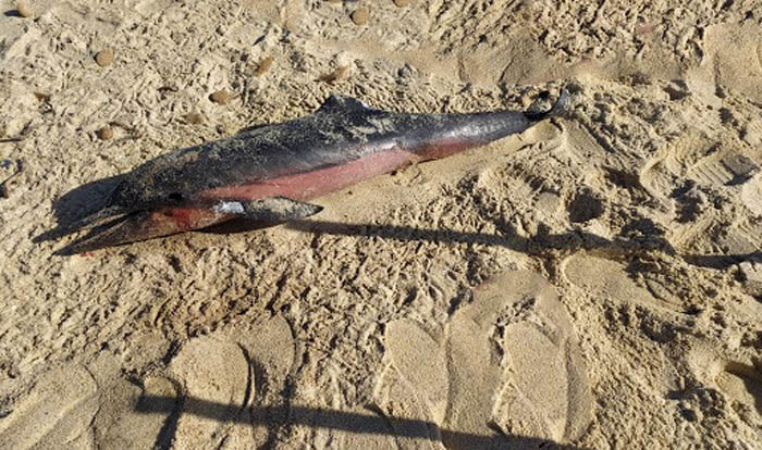 MURAVERA, Un delfino spiaggiato ritrovato nella spiaggia di Piscina Rei