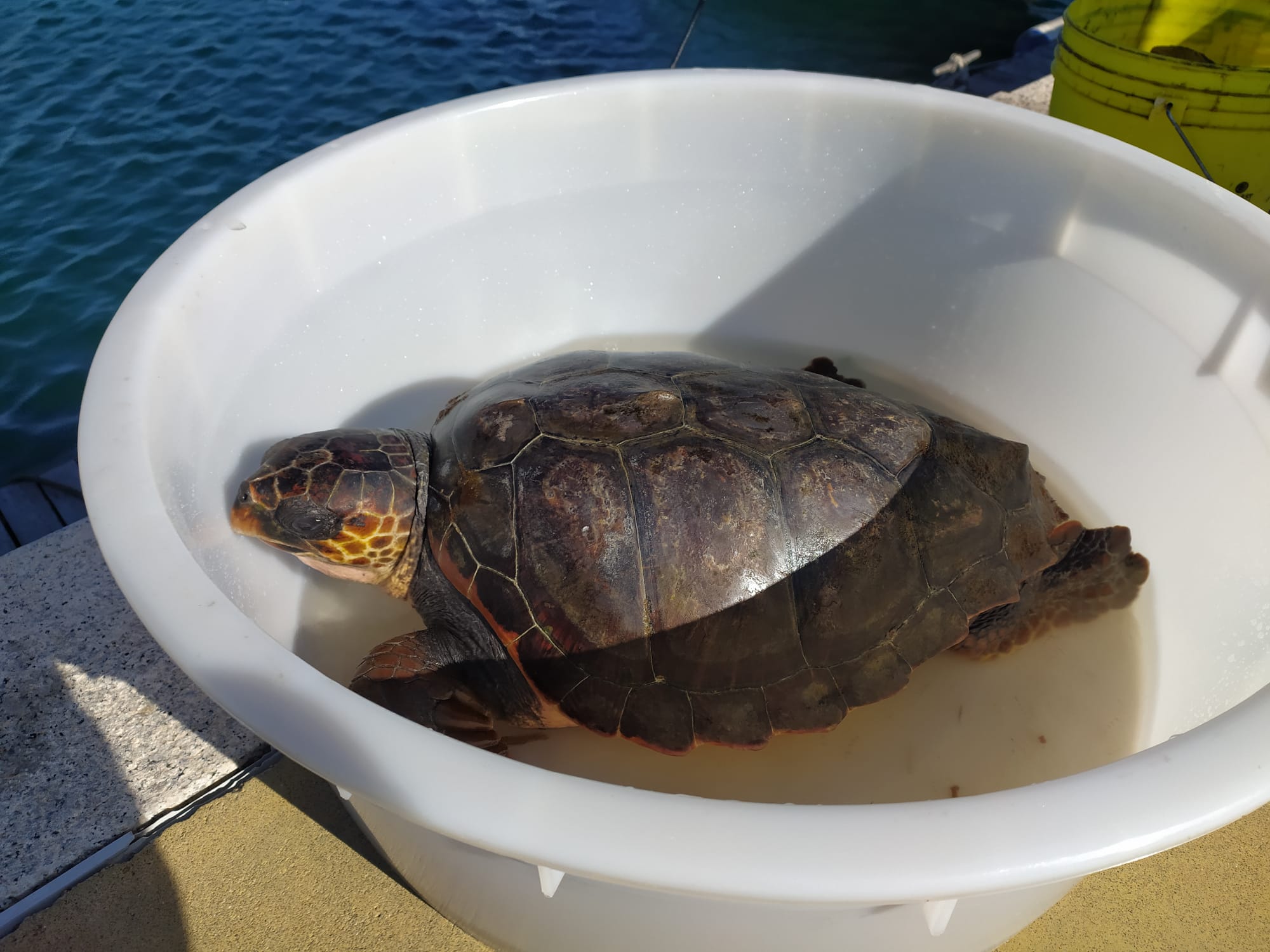 AMBIENTE, Due tartarughe Caretta Caretta liberate in contemporanea a Villasimius e Cabras