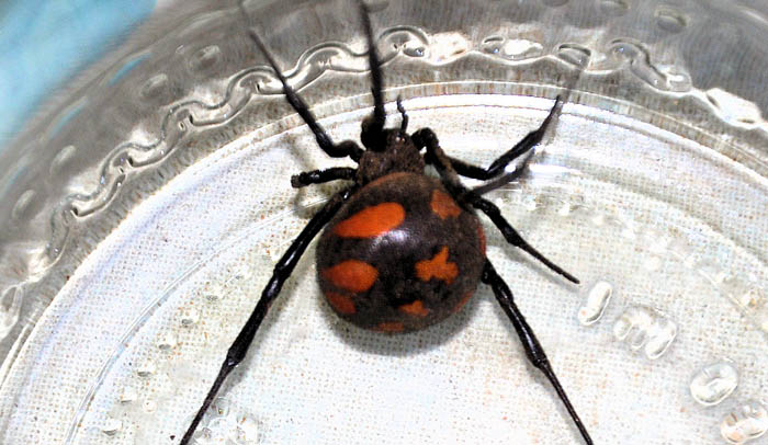 SAN VITO, Ritrovato un pericolosissimo ragno “argia” nel giardino di un’abitazione