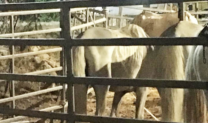 MURAVERA, Polemiche sul circo: “Animali in condizioni precarie”