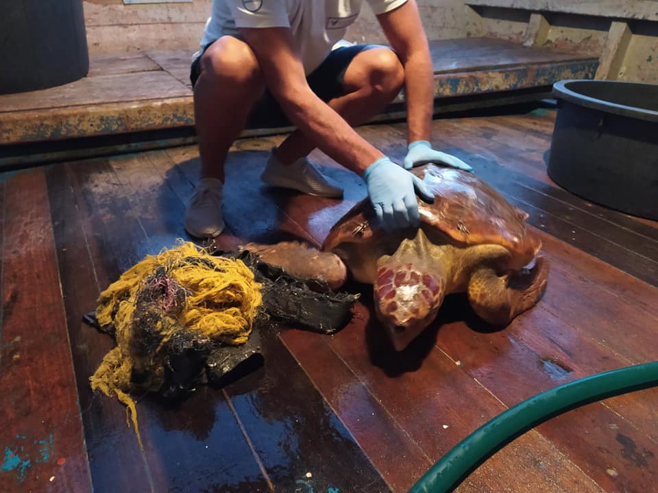 VILLAPUTZU, Tartaruga Caretta-Caretta impigliata nelle reti recuperata da un pescatore