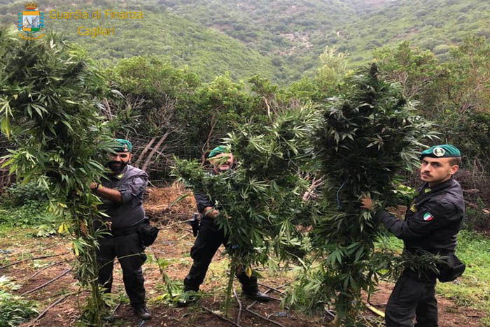 SILIUS, Sequestrata una coltivazione illegale di marjiuana, la droga avrebbe fruttato 190mila euro