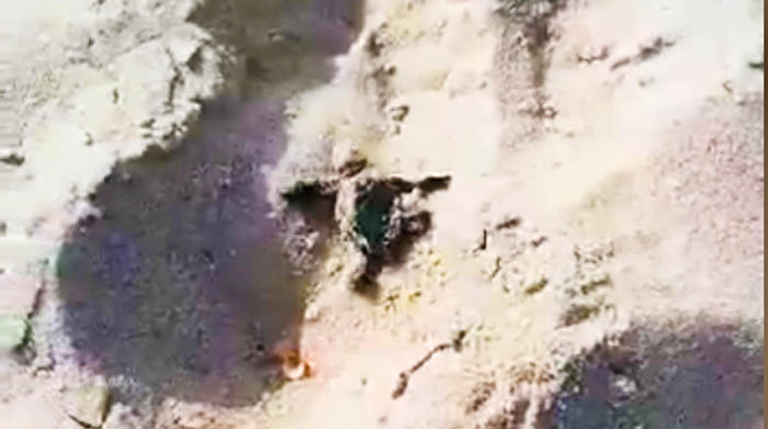 MURAVERA, Scoperto un nido di tartarughe Caretta Caretta sulla spiaggia di Costa Rei