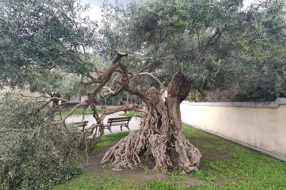 LA LETTERA. E se dietro il caso dell’olivo di piazza Ricchi non ci fosse la mano dell’uomo?