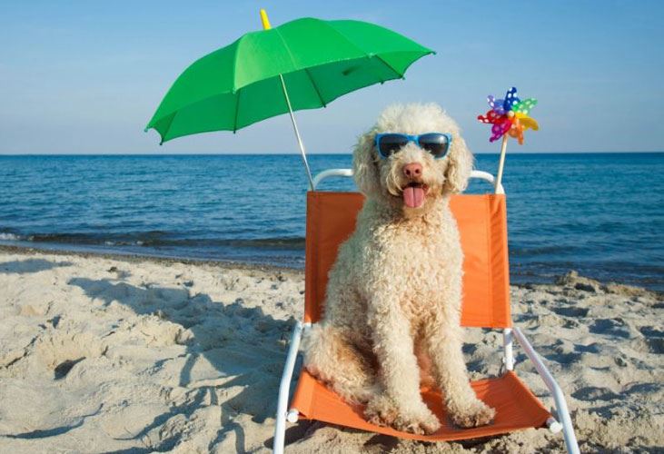 MURAVERA, Aree dedicate ai cani nelle spiagge di Is Perdigonis e Tziu Franciscu