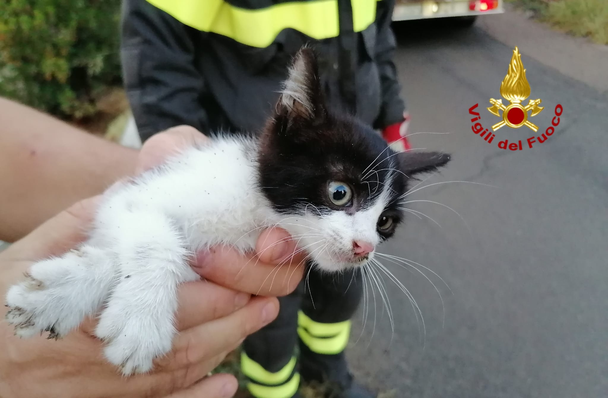 MURAVERA, I Vigili del Fuoco salvano un gattino finito in un canale
