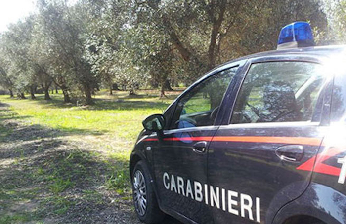 VILLAPUTZU, Piantagione di marijuana nella zona del Poligono di Capo San Lorenzo, due arresti