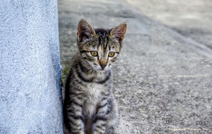 VILLASIMIUS, Cura e sterilizzazione dei gatti delle colonie feline, accordo Comune-LAV