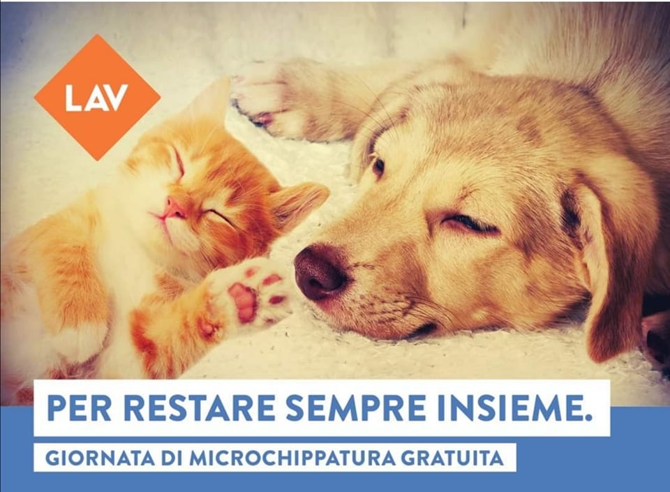 VILLASIMIUS, Una giornata dedicata al microchippatura di cani e gatti