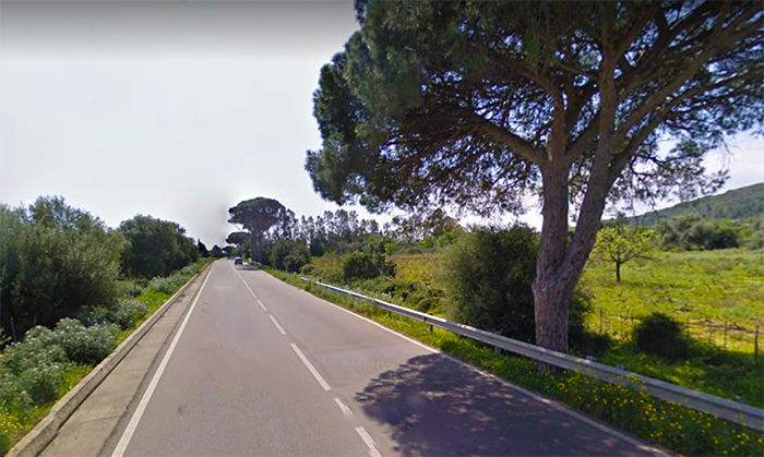MURAVERA, Strage di pecore sulla vecchia statale 125, gli animali travolti da alcune auto