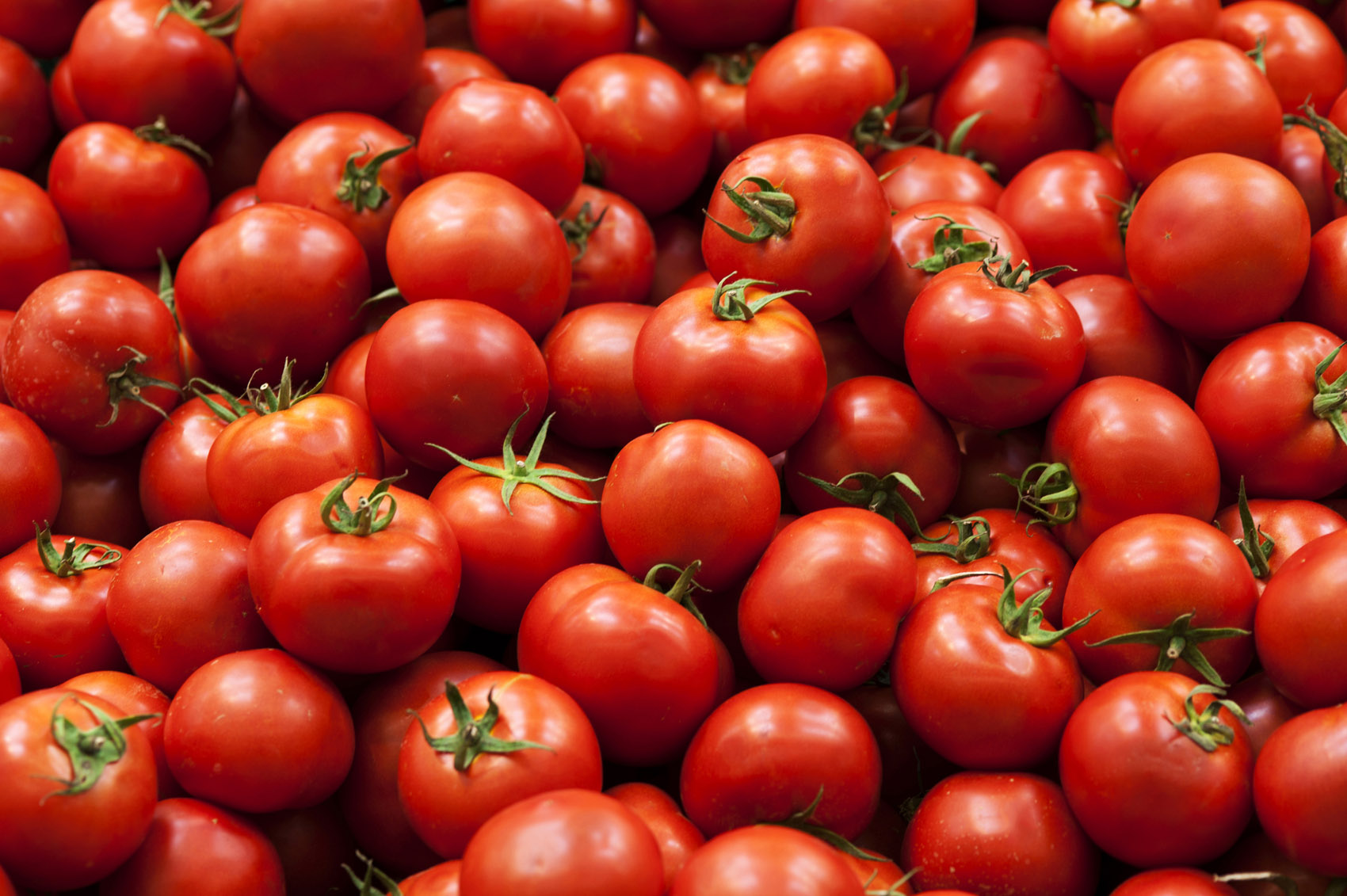 SARDEGNA, Crolla del 40 per cento la produzione di pomodori