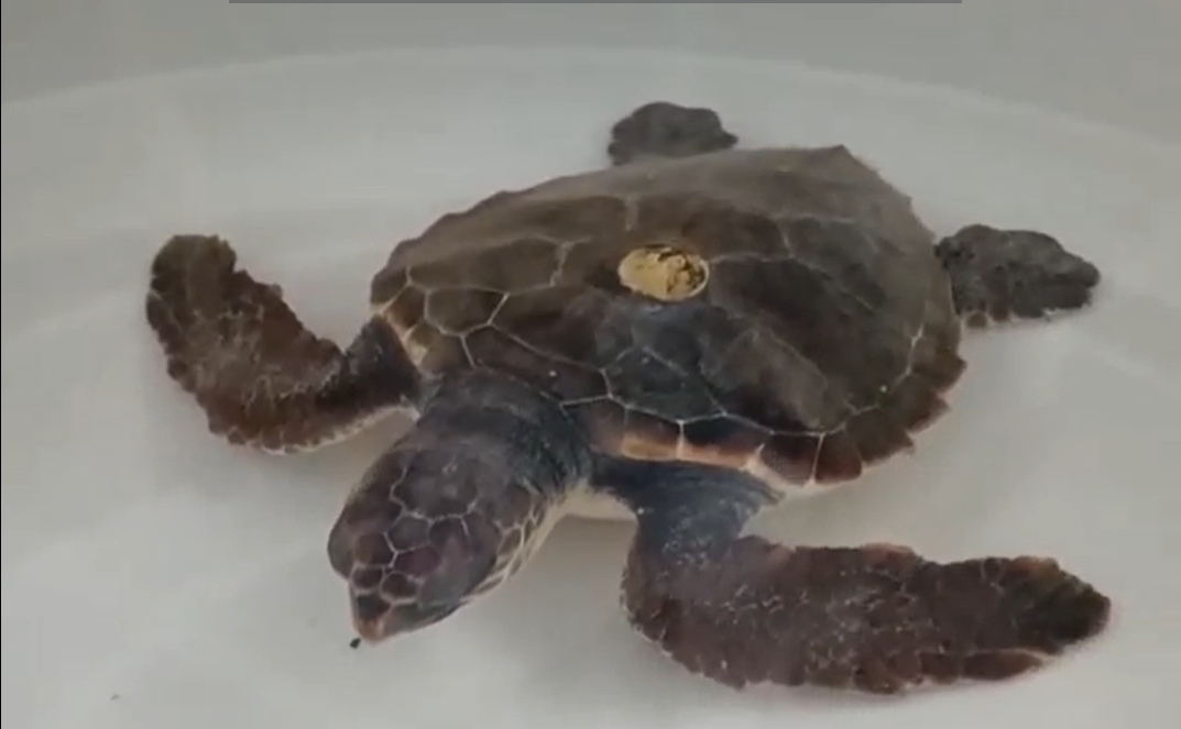 VILLASIMIUS, Tartaruga Caretta Caretta salvata da due diportisti al largo di Campulongu