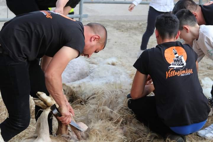 VILLASIMIUS, Successo per la festa della tosatura, in migliaia in piazza