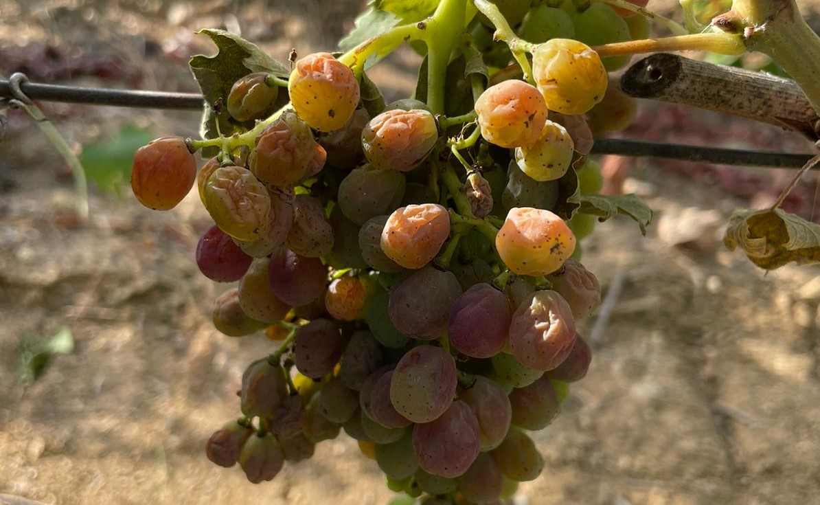 SARDEGNA, Il gran caldo mette in ginocchio le colture