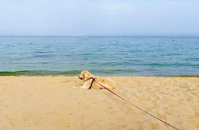 MURAVERA, Vandali in azione a tziu Franciscu e Is Perdigonis, rubate le perimetrazioni delle dog beach