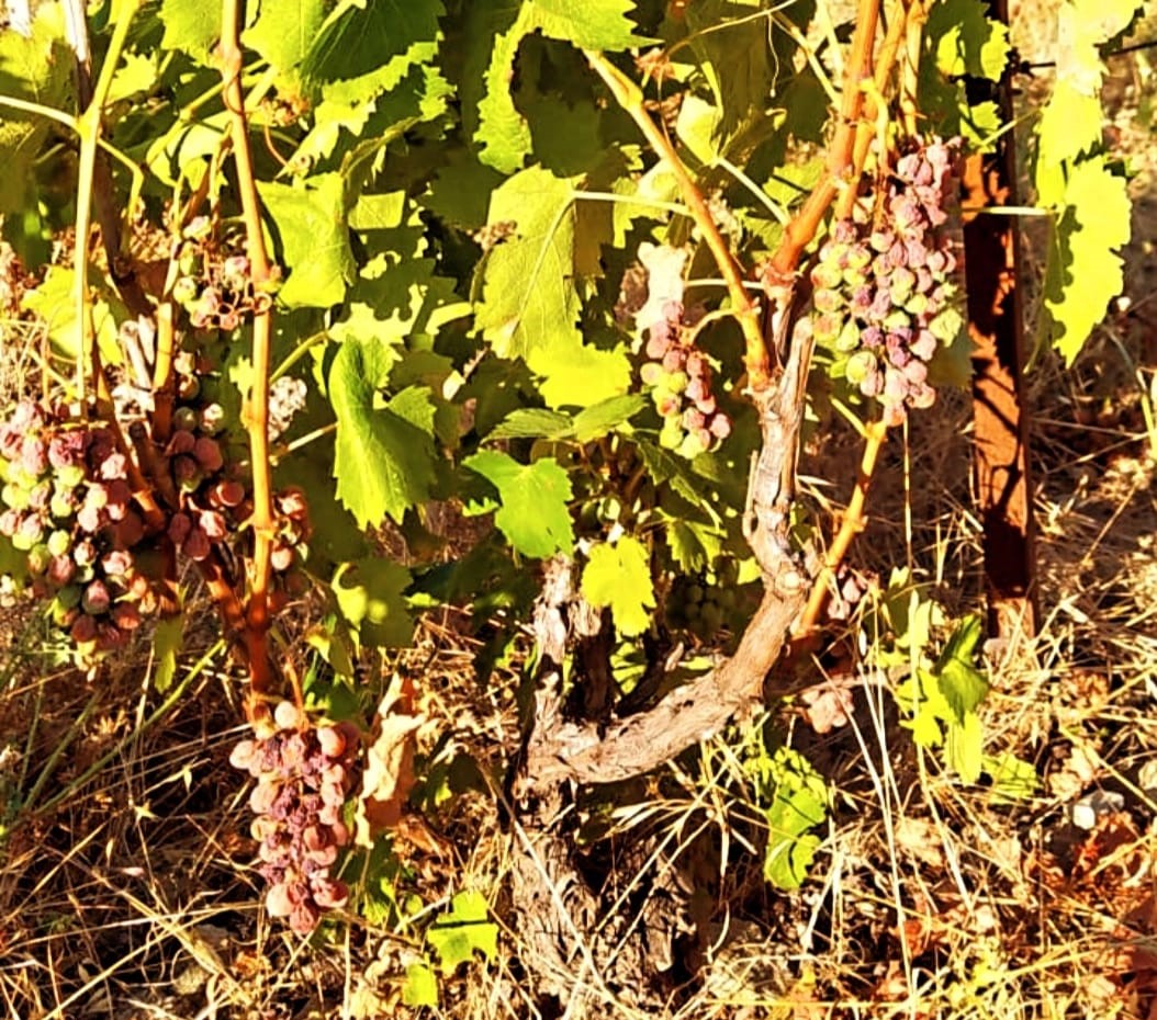 MURAVERA, Aziende agricole in ginocchio per il caldo, Comune delibera lo stato di calamità naturale