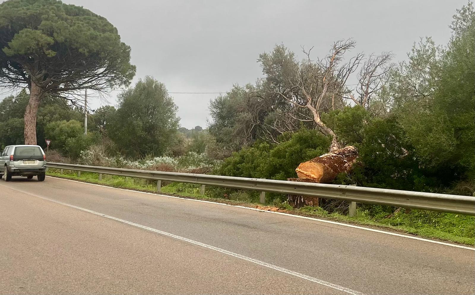 MURAVERA, Pino secolare abbattuto sulla strada per il mare ma nessuno sa chi l’abbia tagliato