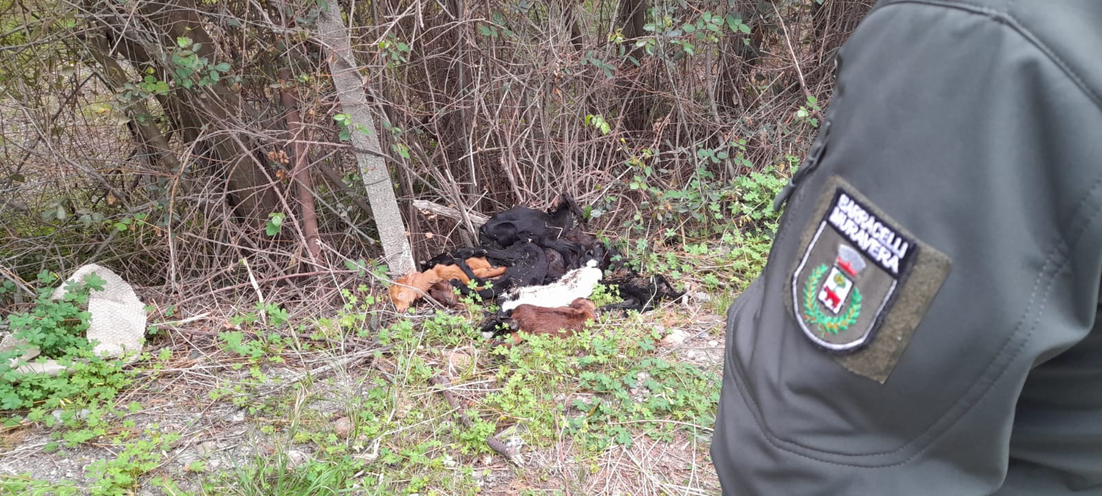 MURAVERA, 11 cuccioli di caprette morti abbandonati in via Giardini
