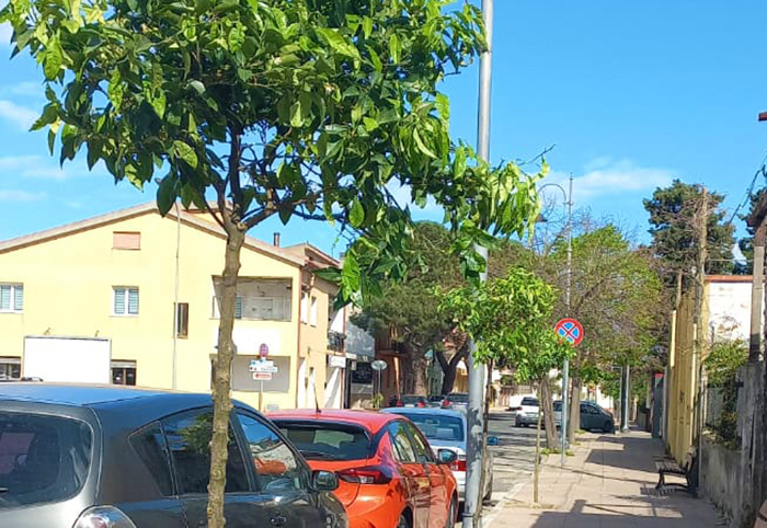 MURAVERA, Nuovo verde nelle vie del paese