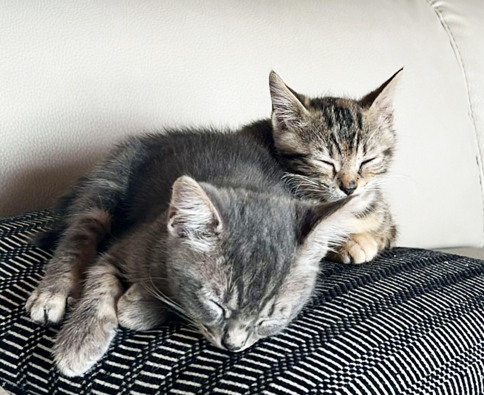 MURAVERA, I barracelli salvano due cuccioli di gatti abbandonati, “sterilizzate e amate i vostri amici a 4 zampe”