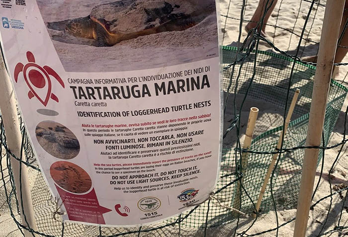 CASTIADAS, Nuovo nido di tartaruga marina a Cala Sinzias, spiaggia protetta fino alla schiusa