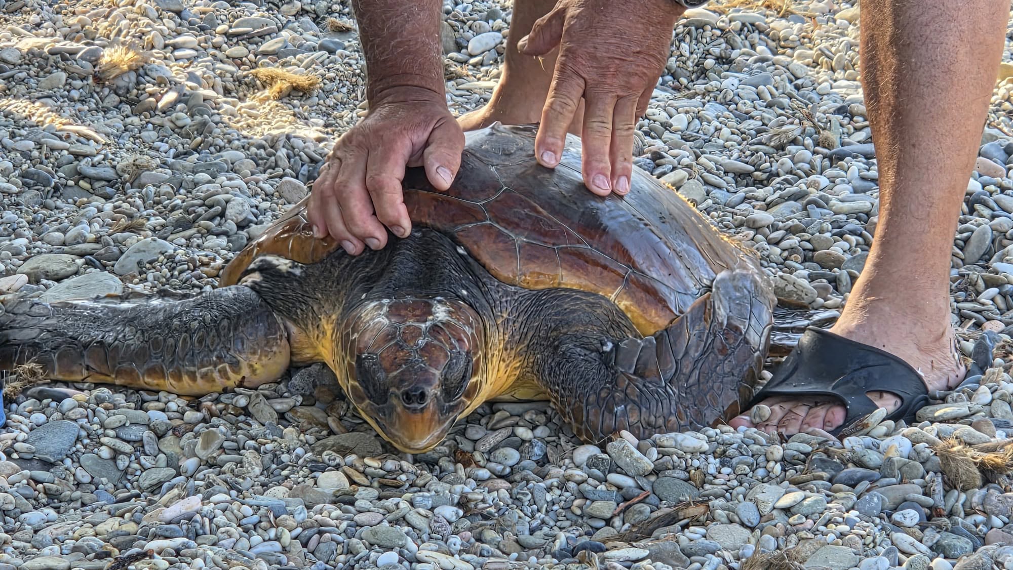 VILLAPUTZU, Tartaruga intrappolata nelle reti, salvata dai bagnanti a Porto Corallino