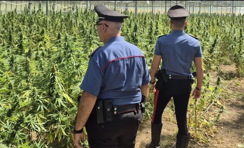 SAN VITO, Scoperta piantagione con 1.875 piante di marijuana: arrestato 65enne
