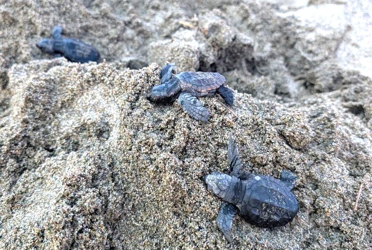 MURAVERA, Nuove tartarughe a Cristolaxedu: in corso la schiusa del primo nido Caretta caretta del 2026