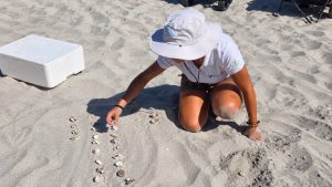 VILLASIMIUS, Schiusa a Is Traias: salvati cinque piccoli di Caretta caretta