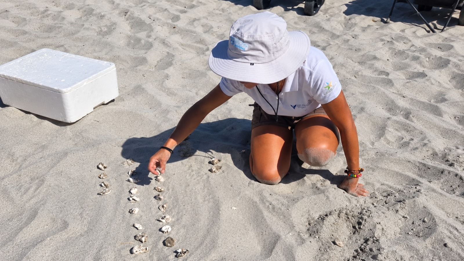 VILLASIMIUS, Schiusa a Is Traias: salvati cinque piccoli di Caretta caretta